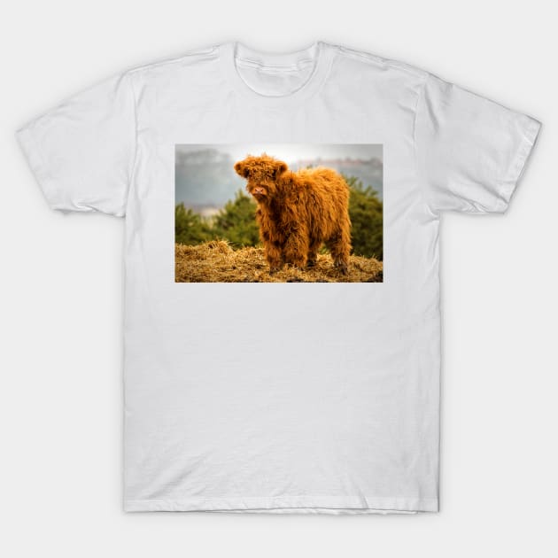 Highland calf T-Shirt by Violaman